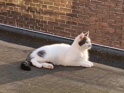 Heb jij Speedy, Dropje of Pino gezien? Deze vijf huisdieren worden in Arnhem vermist