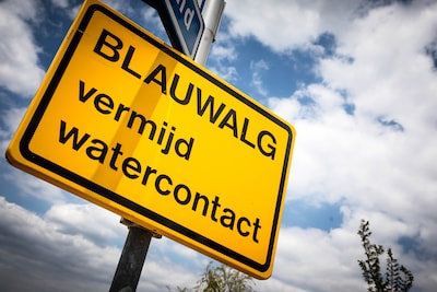 Blauwalgen bij Hanzeland in Maasbommel