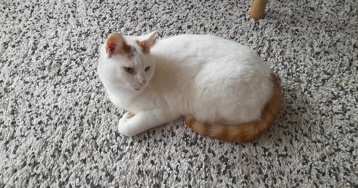 Heb jij Suus, Tess of Mickey gezien? Deze drie huisdieren worden in Krimpenerwaard vermist