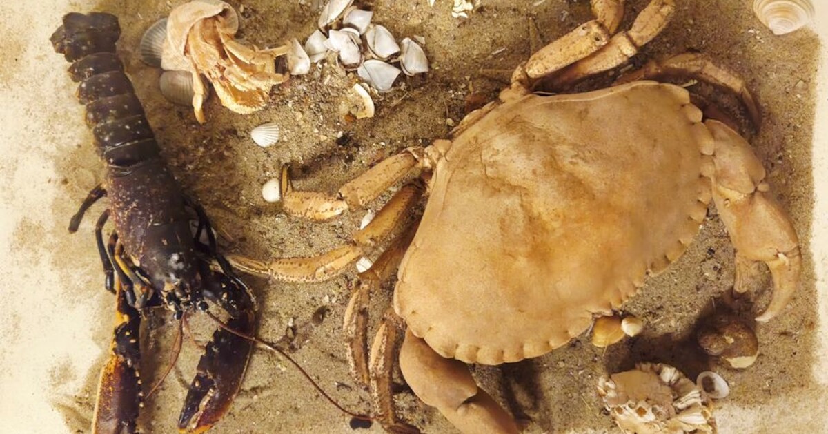 Presentatie over vloedlijn in Rockanje | Voorne aan Zee