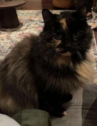 Heb jij Puck, Pip of Shadow gezien? Deze acht huisdieren worden in Deventer vermist
