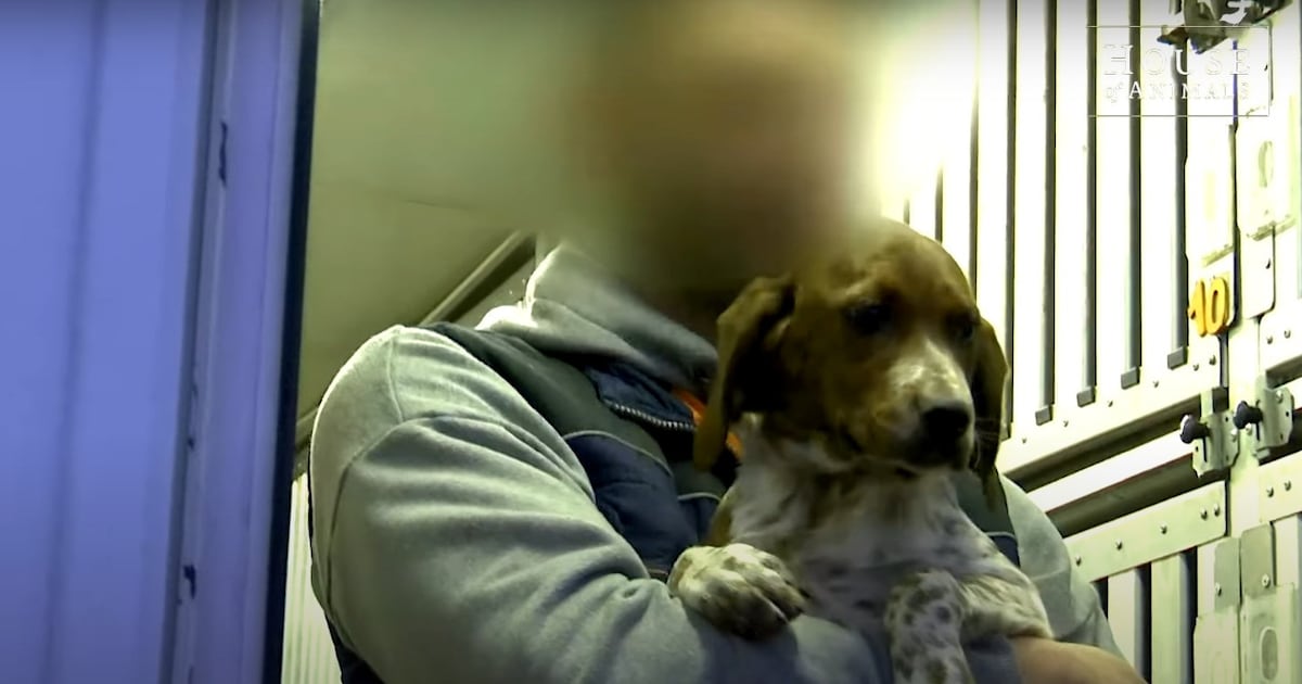 Stichting krijgt boete van 4500 euro: honderden zwerfpuppy’s uit Italië werden in Nederland verkocht