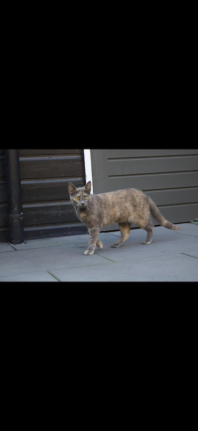Heb jij Wolf gezien? Dit huisdier wordt in Zaltbommel vermist