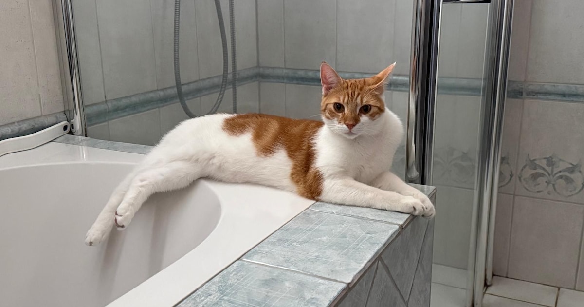 Heb jij Mango of Boefie gezien? Deze twee huisdieren worden in Nieuwegein vermist