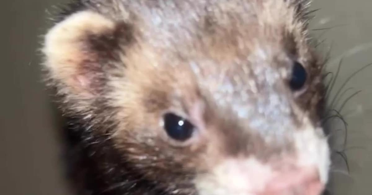 Heb jij Skrunch, Poekie of Monty gezien? Deze vijf huisdieren worden in Enschede vermist