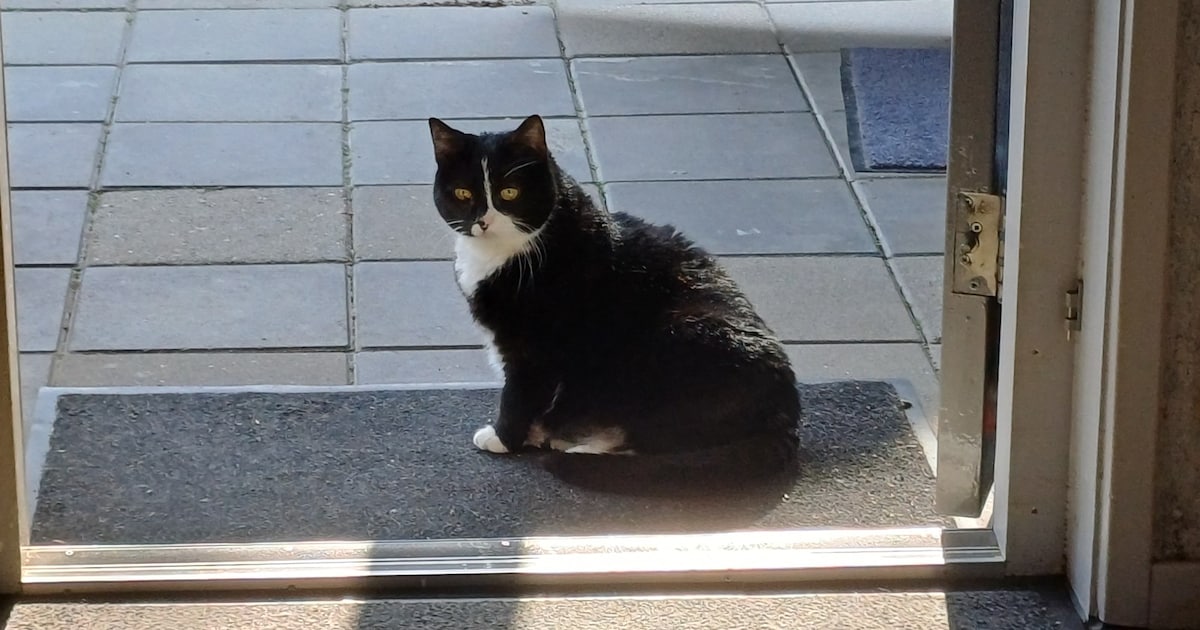 Heb jij Lyca, Pietje of Ace gezien? Deze drie huisdieren worden in Terneuzen vermist