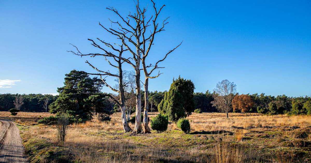 Workshop natuurfotografie in Alblasserbos met Rick Dekker