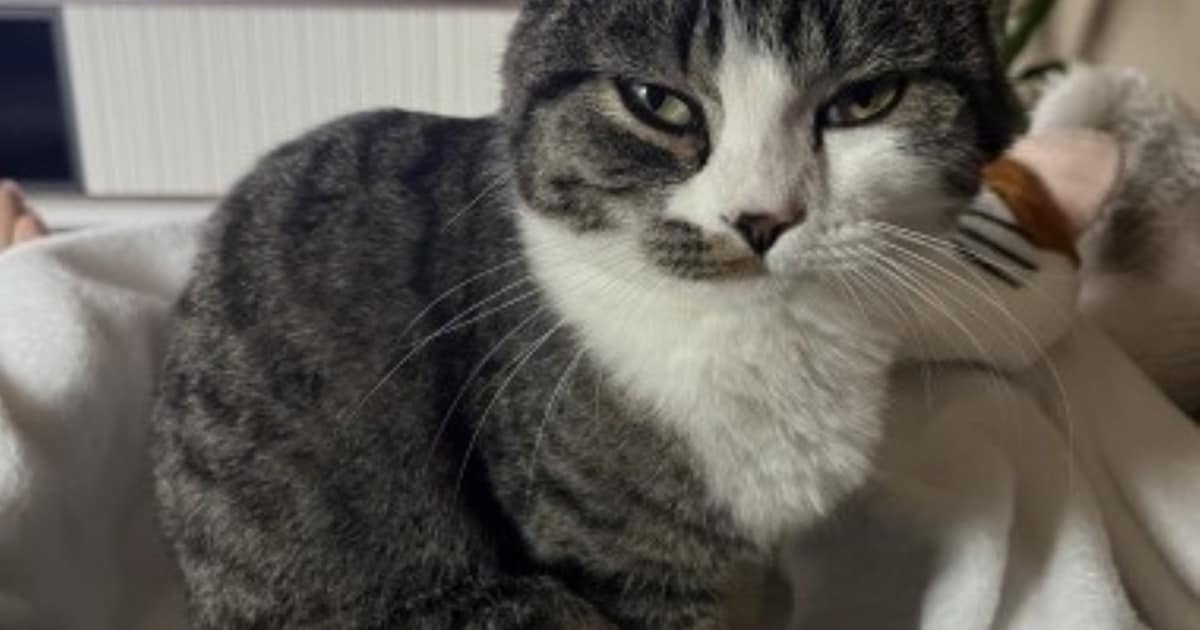 Heb jij Saar gezien? Dit huisdier wordt in Montferland vermist
