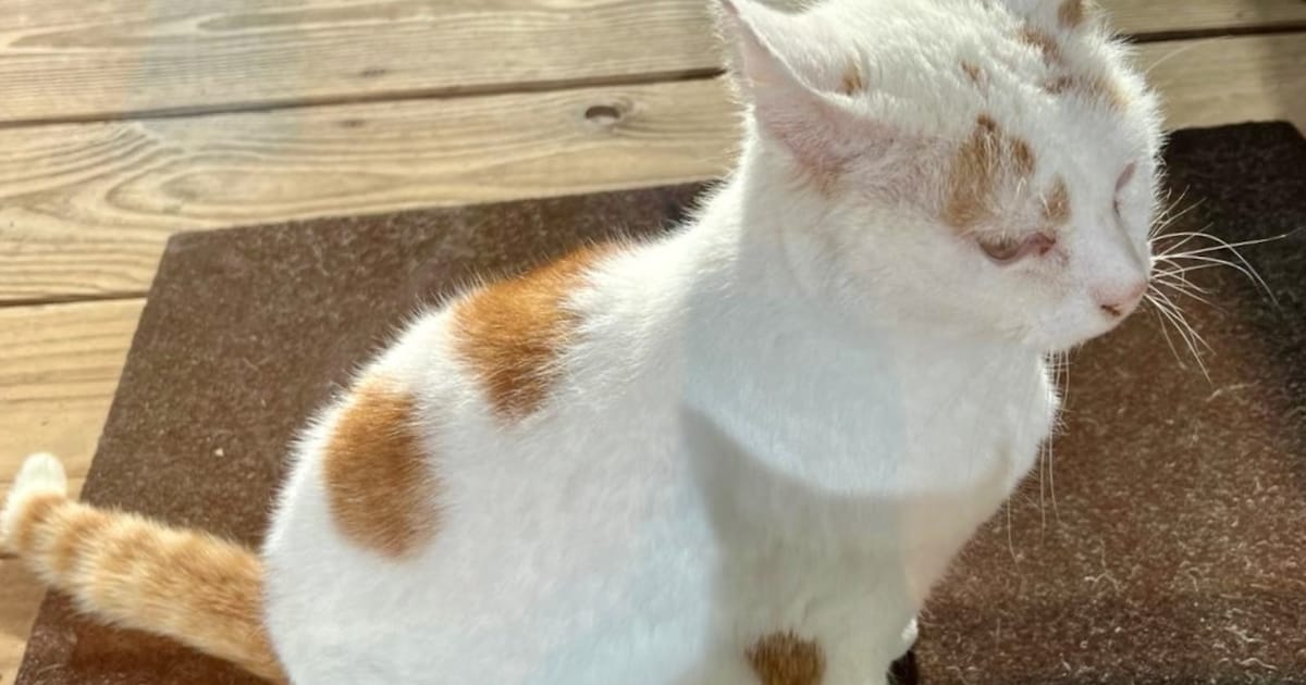 Heb jij Poekie, Tip of Toon gezien? Deze zeven huisdieren worden in Groningen vermist