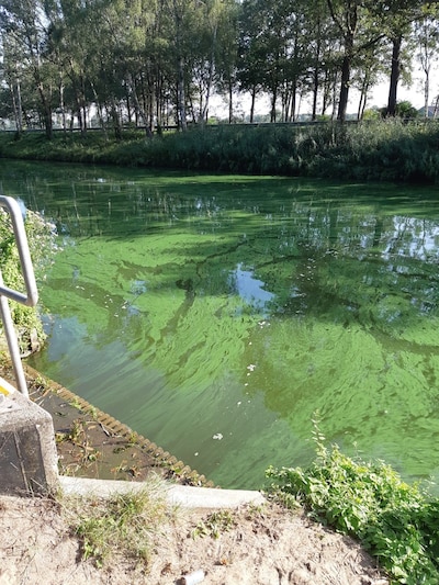 Waterschap Aa en Maas waarschuwt voor explosieve stijging van blauwalg
