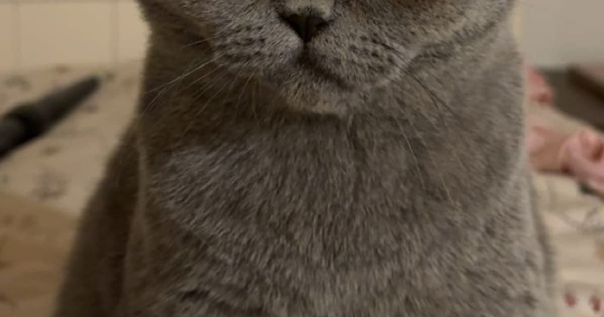 Heb jij Pip, Figaro of Sheyla gezien? Deze drie huisdieren worden in Leeuwarden vermist