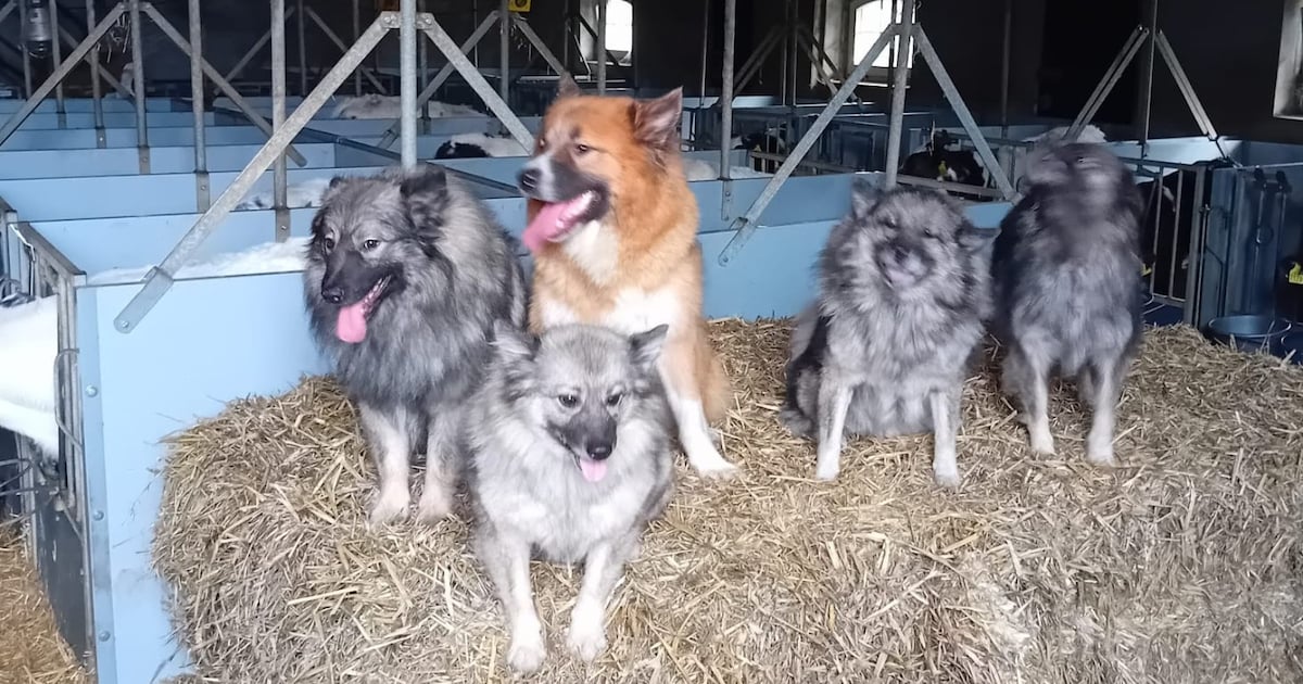 Heb jij Marie gezien? Dit huisdier wordt in Barneveld vermist