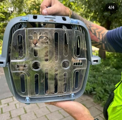Twee gedumpte kittens uit de bosjes gered: ‘Veel langer in dat mandje had het einde betekend’
