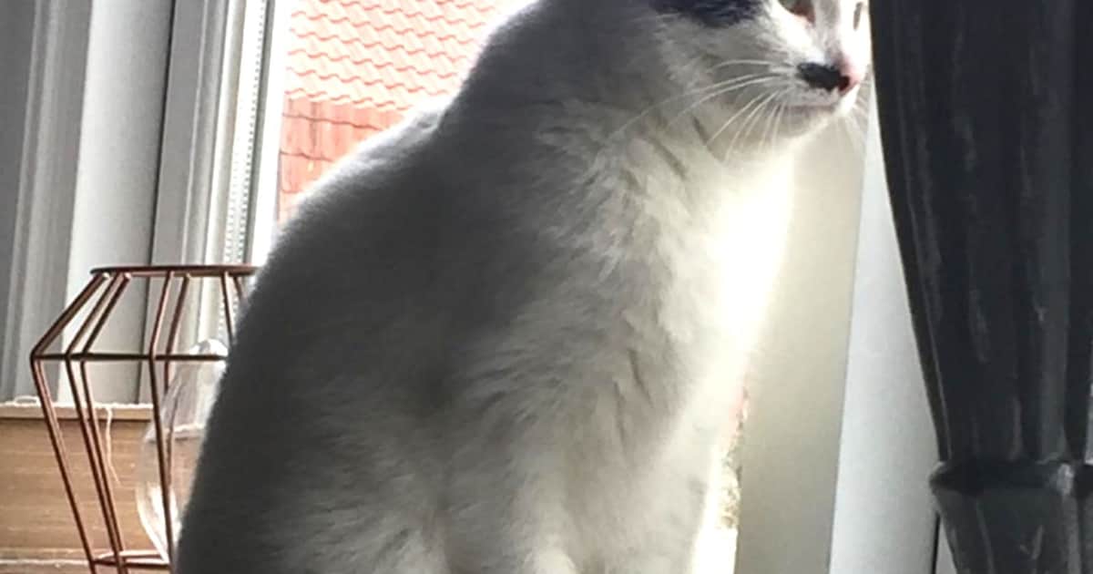 Heb jij Lea, Chieltje of Bobbie gezien? Deze vier huisdieren worden in Barneveld vermist