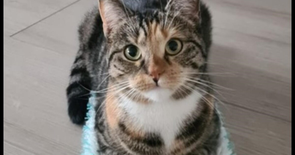 Heb jij Lexus, Ouzo of Dries gezien? Deze acht huisdieren worden in Dijk en Waard vermist